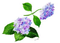 花暦　ボタニカルアート　植物画展 2025