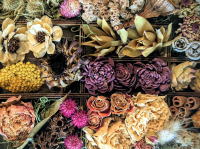 Duo Pini 2025:紹介