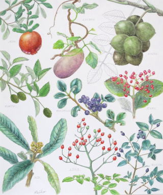 �u���̖؁v�@�{�^�j�J���A�[�g