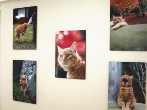 美人なチビちゃん