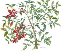 花暦 ボタニカルアート 植物画展 2026