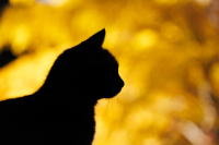 写真展　大きなチビちゃん　；おげんちゃん