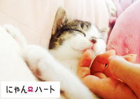 猫ちゃんのお見合い会　にゃんハート